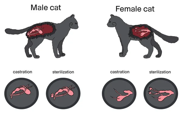 Vectorillustratie Van Castratie Sterilisatie Van Katten Structuur Van Interne Voortplantingsorganen — Stockvector