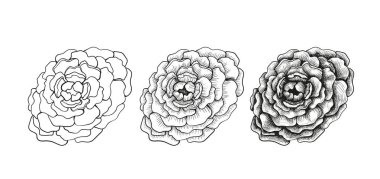 Dizi kroki çizim çiçekler Şakayık aşamalı.