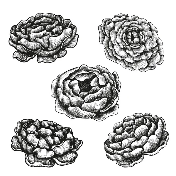 Jeu de croquis fleurs pivoines dessinées à la main . — Image vectorielle