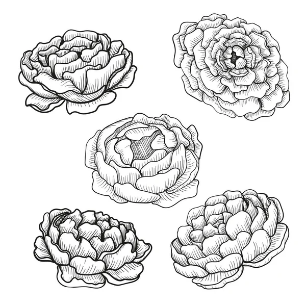 Набір ескізів ручної роботи з квітами півонії . — стоковий вектор