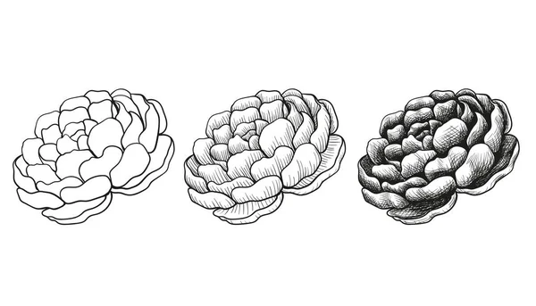 Uppsättning av skiss fasas ritning blommor pion. — Stock vektor