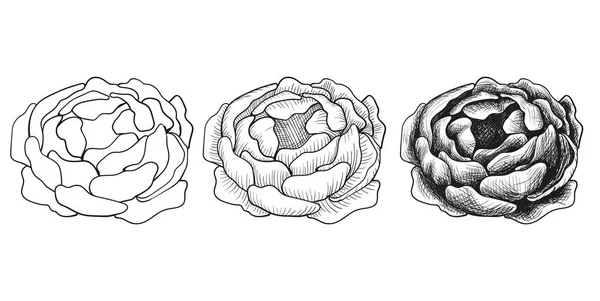 스케치 단계별된 그리기 꽃 모란의 집합. — 스톡 벡터