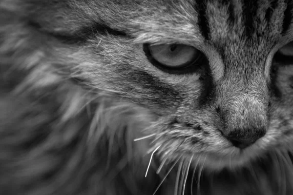 Cadde küçük yavru kedi ve kedi gri