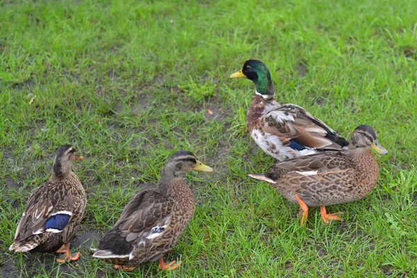 Eend Wandelingen Een Groene Weide Gras — Stockfoto