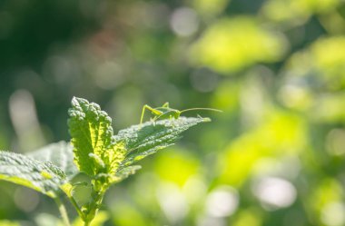 çim bir parça üzerinde çekirge