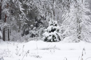 Moskova yakınlarındaki karlı orman, kış harikalar diyarı