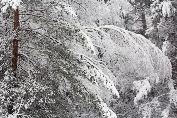 Snowy Forest Nabij Moskou Winter Wonderland — Stockfoto
