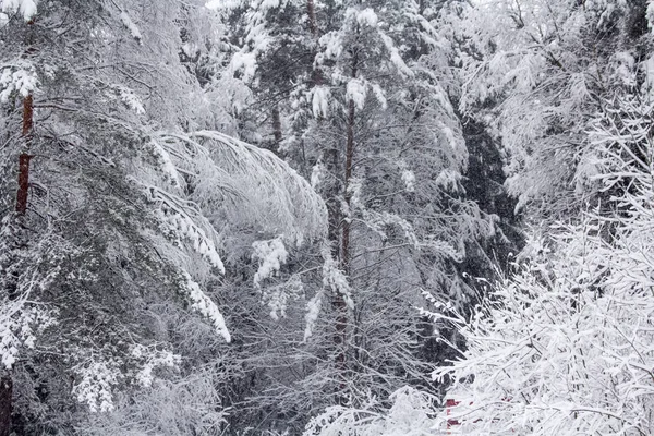 Moskova Yakınlarındaki Karlı Orman Kış Harikalar Diyarı — Stok fotoğraf