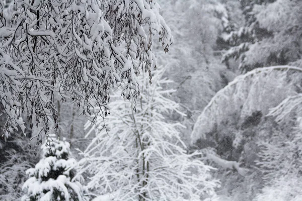 Snowy Forest Nabij Moskou Winter Wonderland — Stockfoto