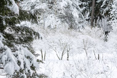 Aralık ayında kış karlı orman