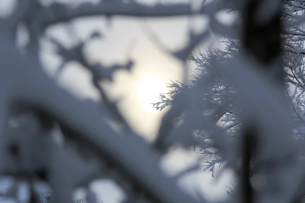 Winter Zon Door Besneeuwde Berken December — Stockfoto