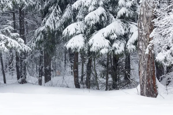 Зимний Снежный Лес Декабре — стоковое фото