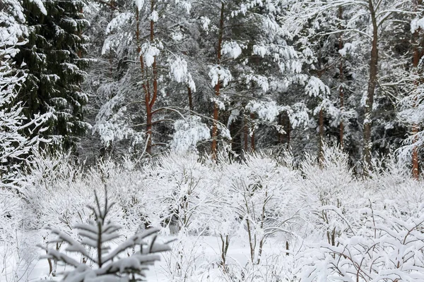 Winter Besneeuwd Bos December — Stockfoto