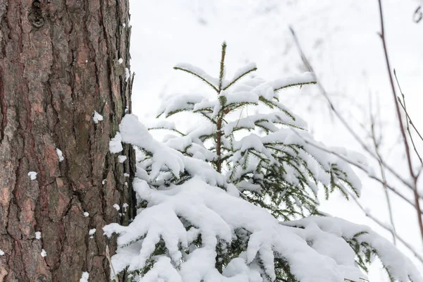 Winter Besneeuwde Dennenboom December — Stockfoto