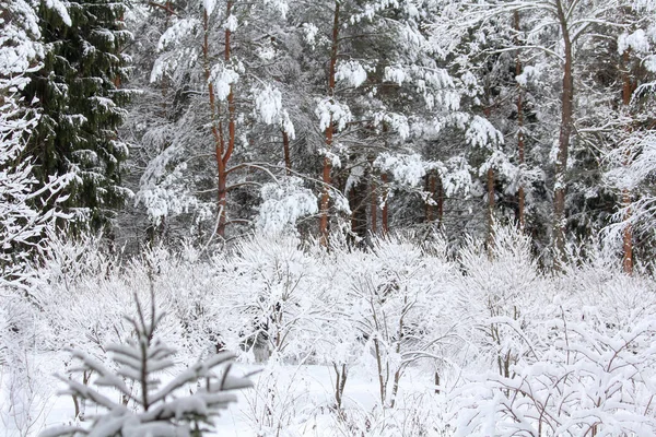 Aralık Ayında Kış Karlı Orman — Stok fotoğraf