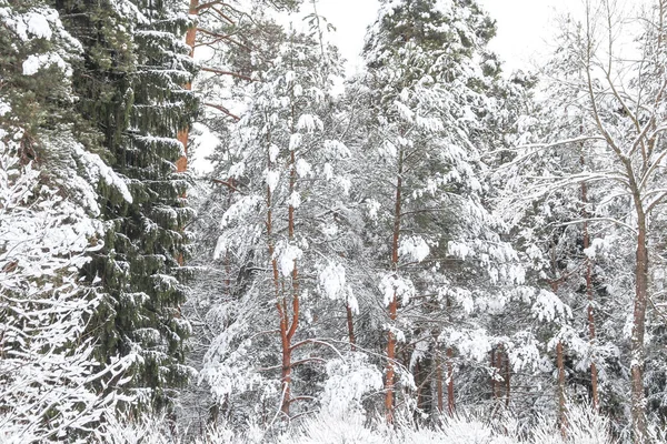 Winter Besneeuwd Bos December — Stockfoto