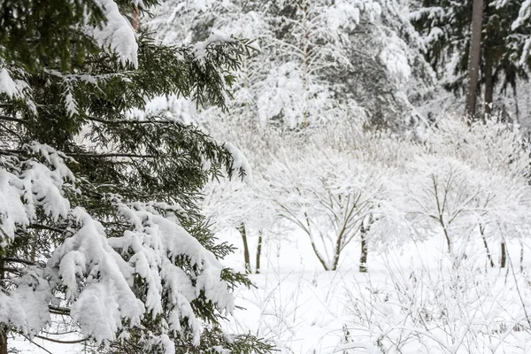 Winter Besneeuwd Bos December — Stockfoto