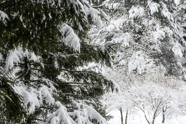 Winter Besneeuwd Bos December — Stockfoto