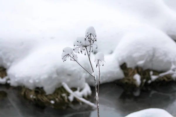 Winter Sneeuw Gras December — Stockfoto