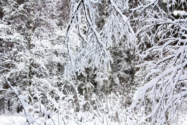 Winter Besneeuwd Bos December — Stockfoto