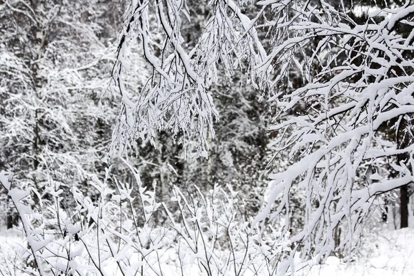 Winter Besneeuwd Bos December — Stockfoto