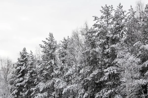 Winter Besneeuwd Bos December — Stockfoto