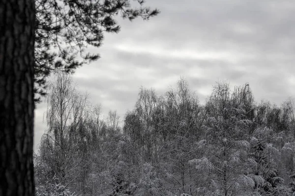 12月の冬の雪の森 — ストック写真