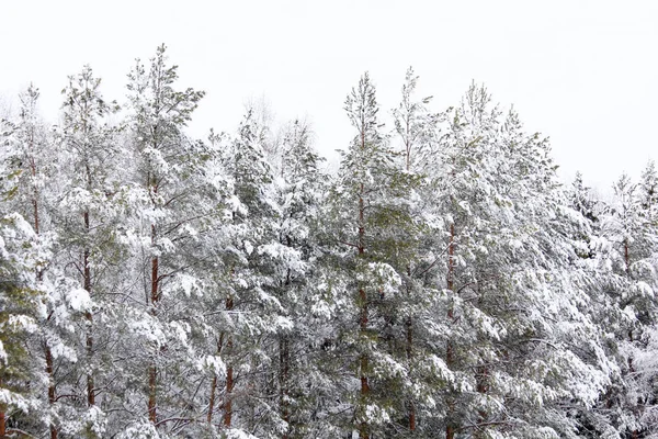 Winter Besneeuwd Bos December — Stockfoto