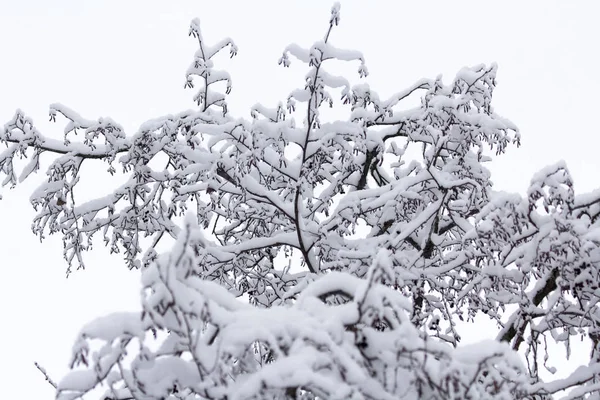 Winter Snowy Branch December — Stockfoto