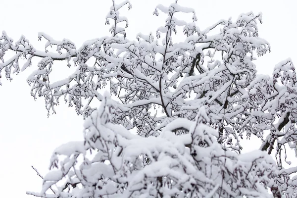 Winter Snowy Branch December — Stockfoto
