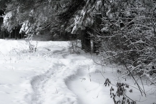 Aralık Ayında Kış Karlı Orman — Stok fotoğraf