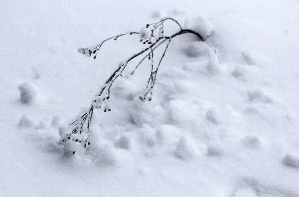 Winter Sneeuw Gras December — Stockfoto