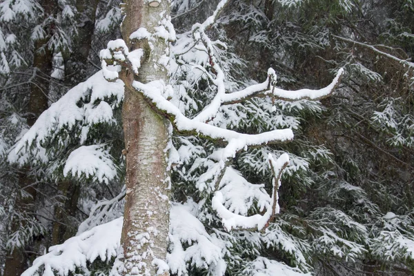 Winter Snowy Forest December — Stock Photo, Image