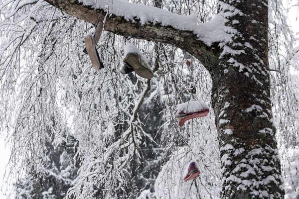 Winter Besneeuwde Berk December — Stockfoto