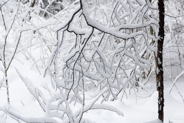 Зимняя Снежная Ветка Декабре — стоковое фото