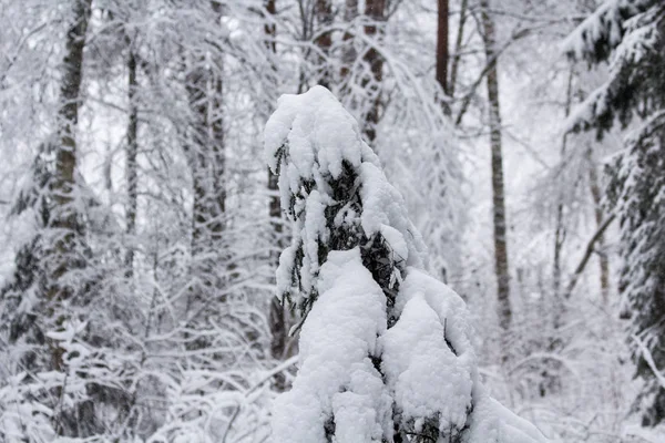 Zima Snowy Jodła Grudniu — Zdjęcie stockowe