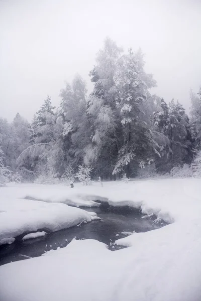 12月の冬の雪の森と川 — ストック写真