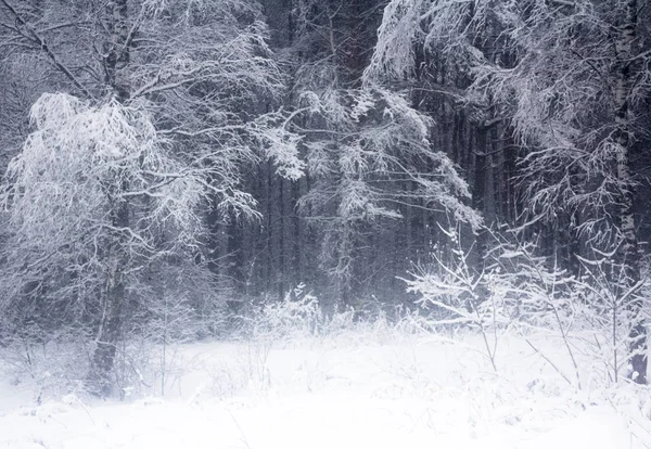 12月の冬の雪の森 — ストック写真