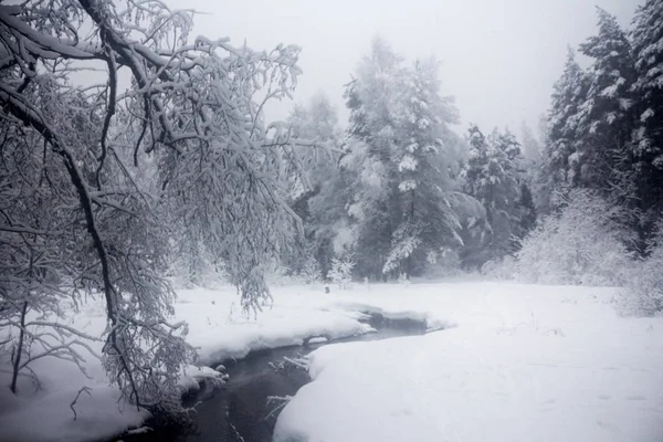 Winter Snowy Forest River December — Stock Photo, Image