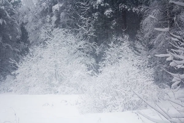 Zimowy Śnieżny Las Grudniu — Zdjęcie stockowe
