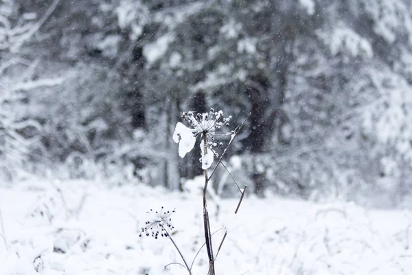 Zimní Sněhová Tráva Prosinci — Stock fotografie
