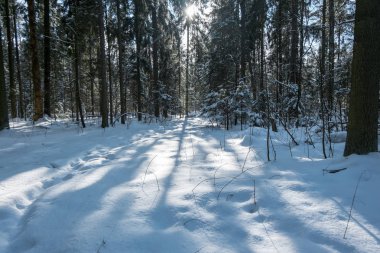 Mart ayında kış karlı güneşli orman