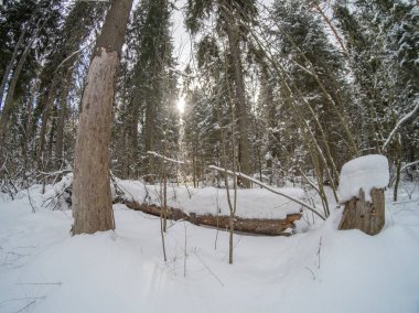 Mart ayında kış karlı güneşli orman