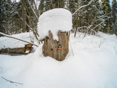 Mart ayında kış karlı güneşli orman