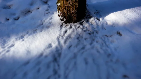 Winter Besneeuwde Sunny Snow Prints Maart — Stockfoto
