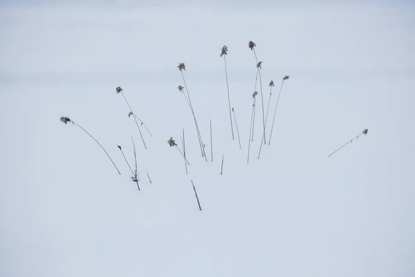Зимові Снігові Трави Березні — стокове фото