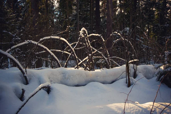 3月の冬雪の日当たりの良い森 — ストック写真