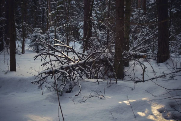 3月の冬雪の日当たりの良い森 — ストック写真