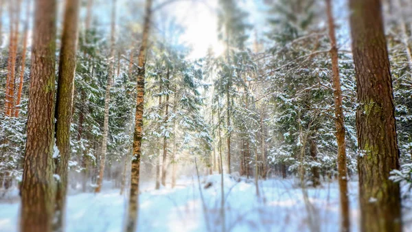 3月の冬雪の日当たりの良い森 — ストック写真