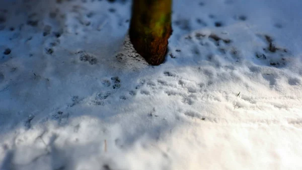 Winter Sneeuw Sunny Forest Maart — Stockfoto